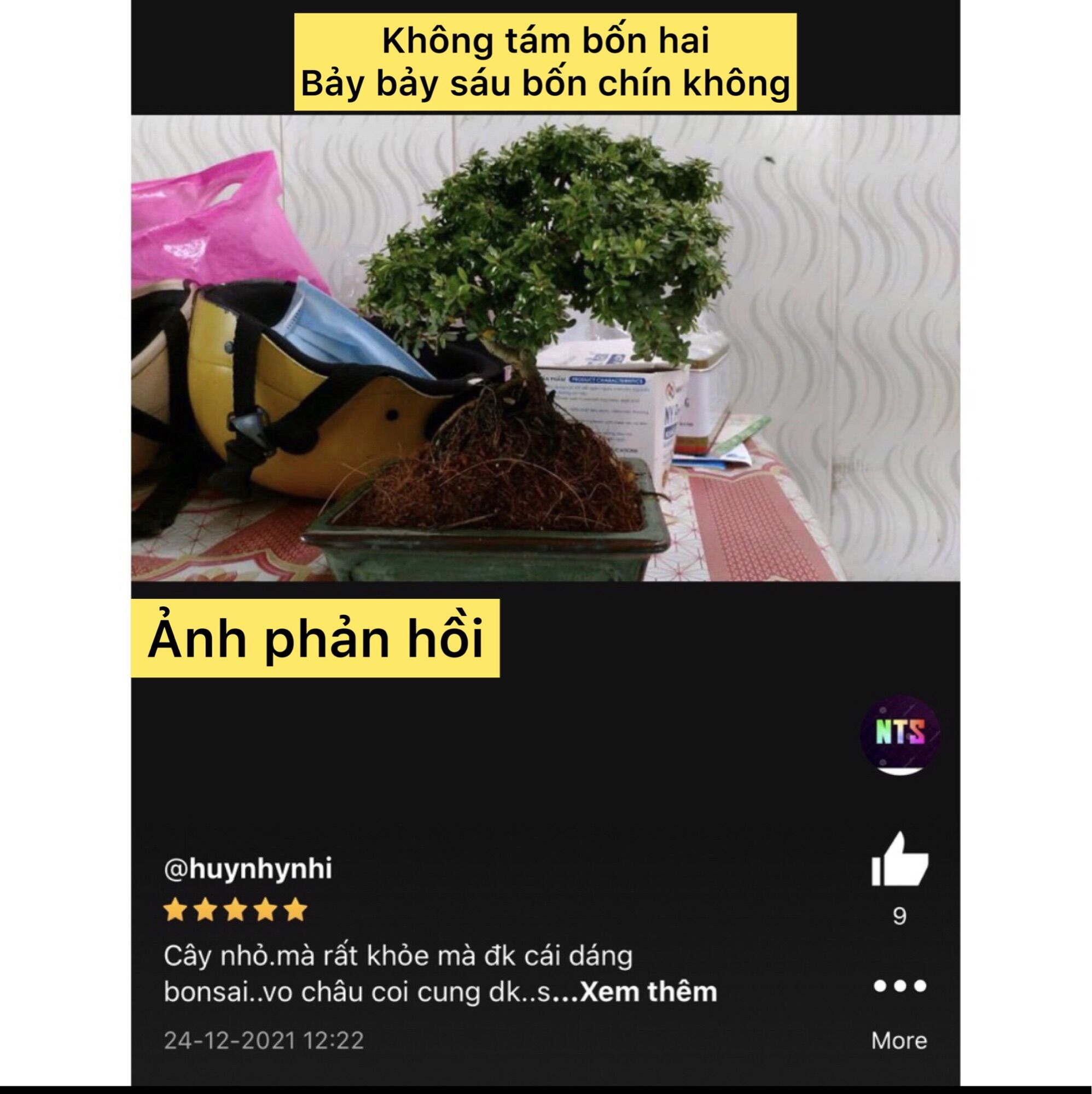cây linh sam hạt gạo tân phú bonsai mini