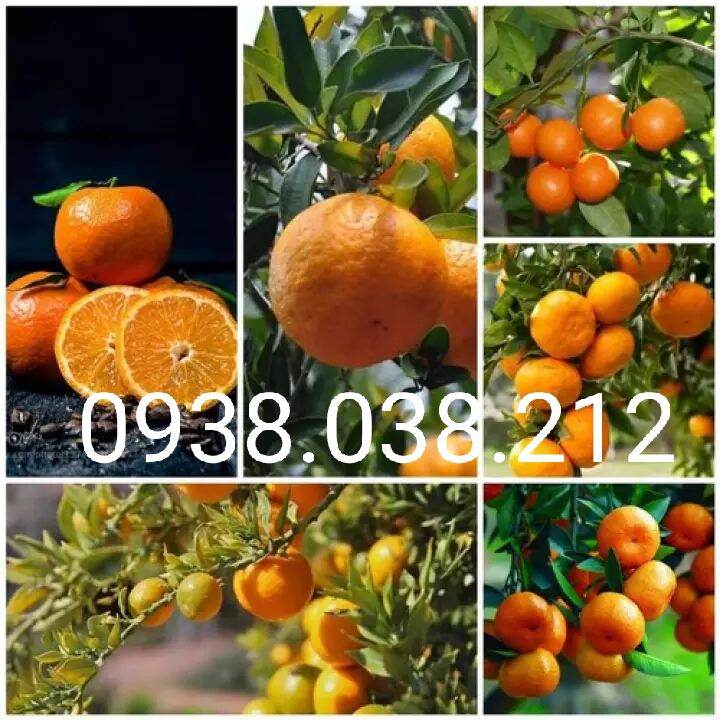 Cây giống quýt thái không hạt