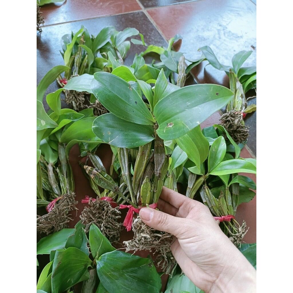 Hoa Lan kiều vuông(1 bó)