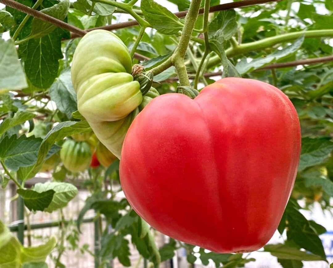 20 HẠT GIỐNG CÀ CHUA TRÁI TIM NHẬP KHẨU NGA