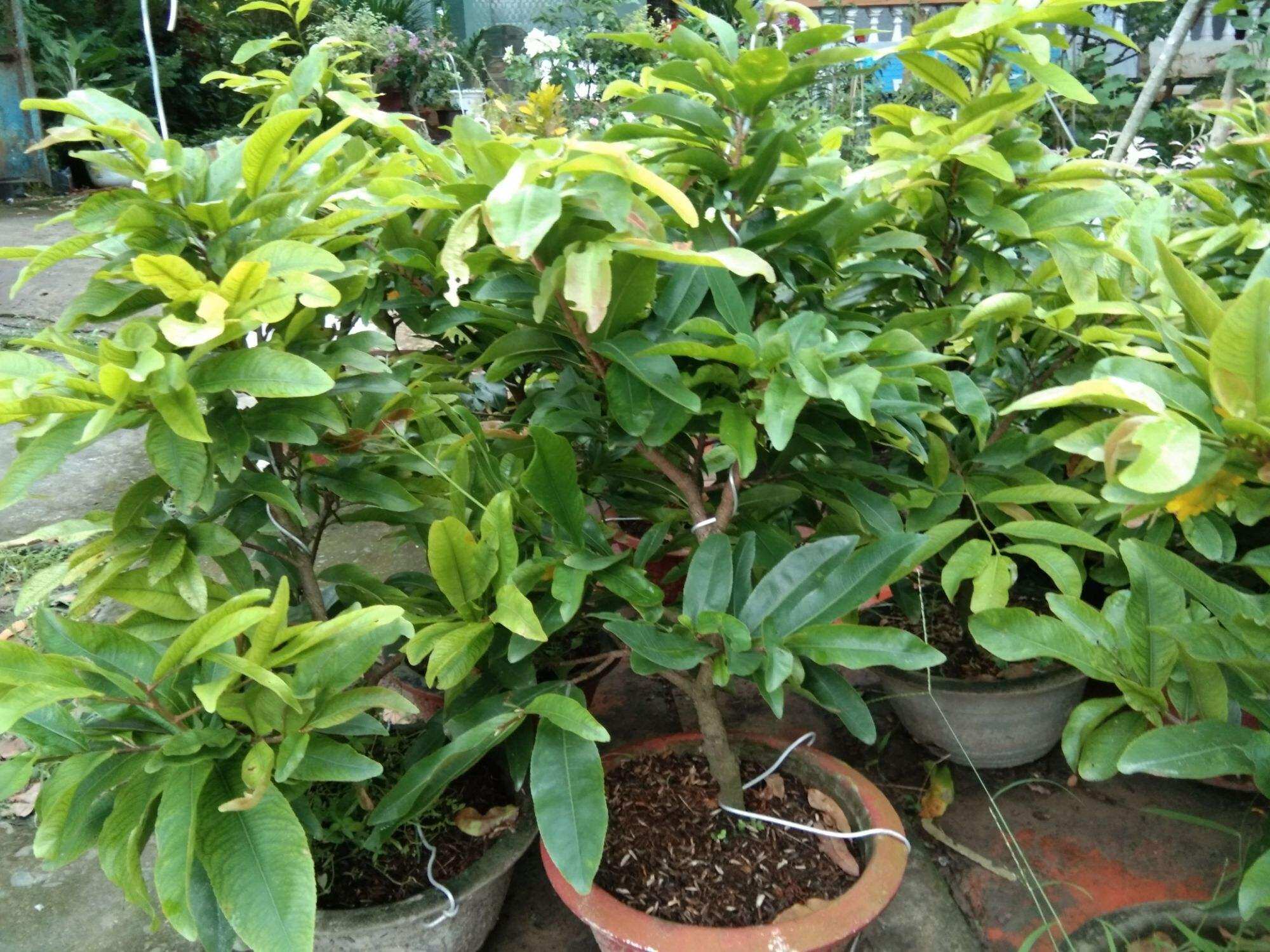 Mai ghép cúc thọ hương