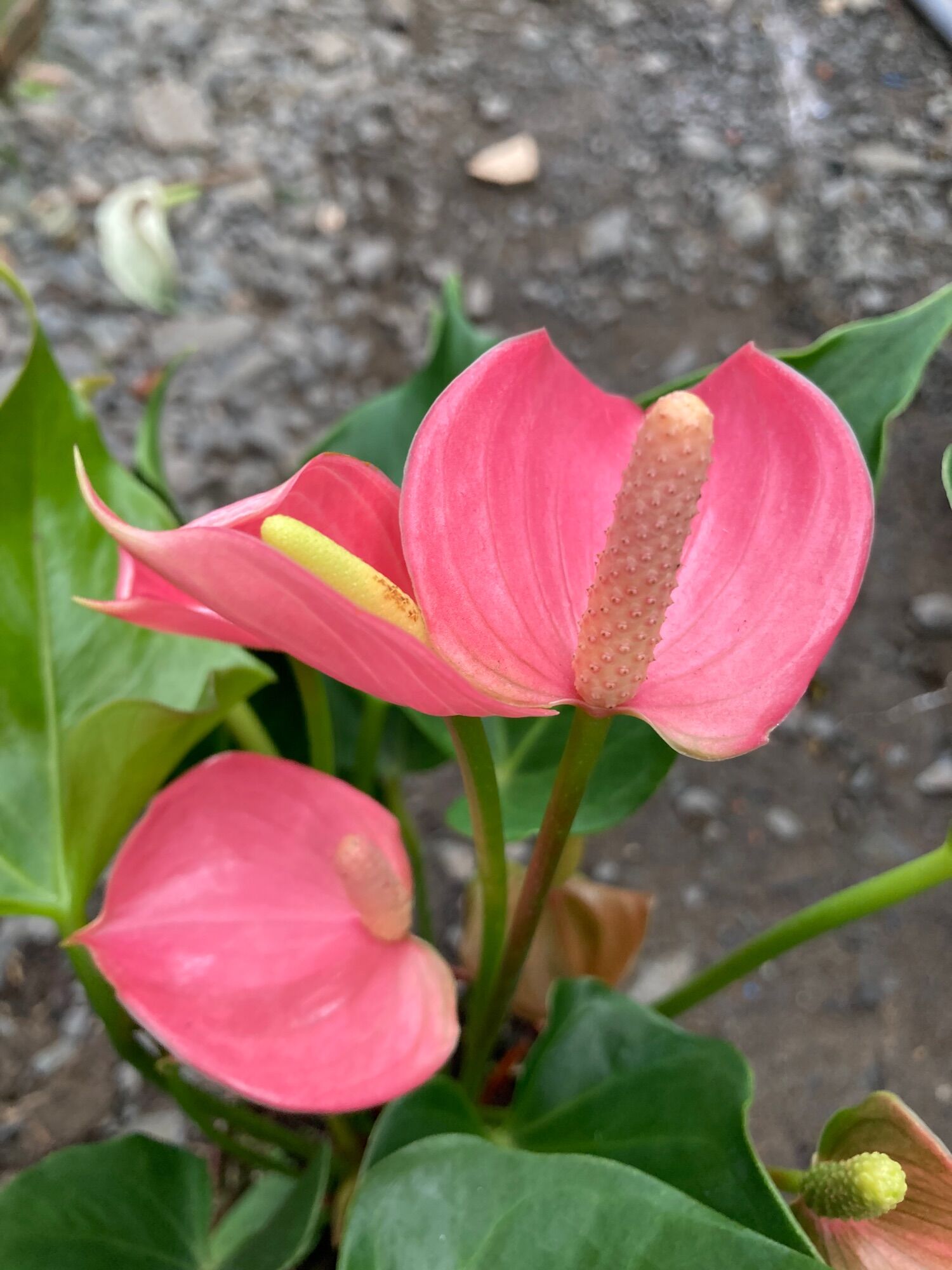 Hồng môn