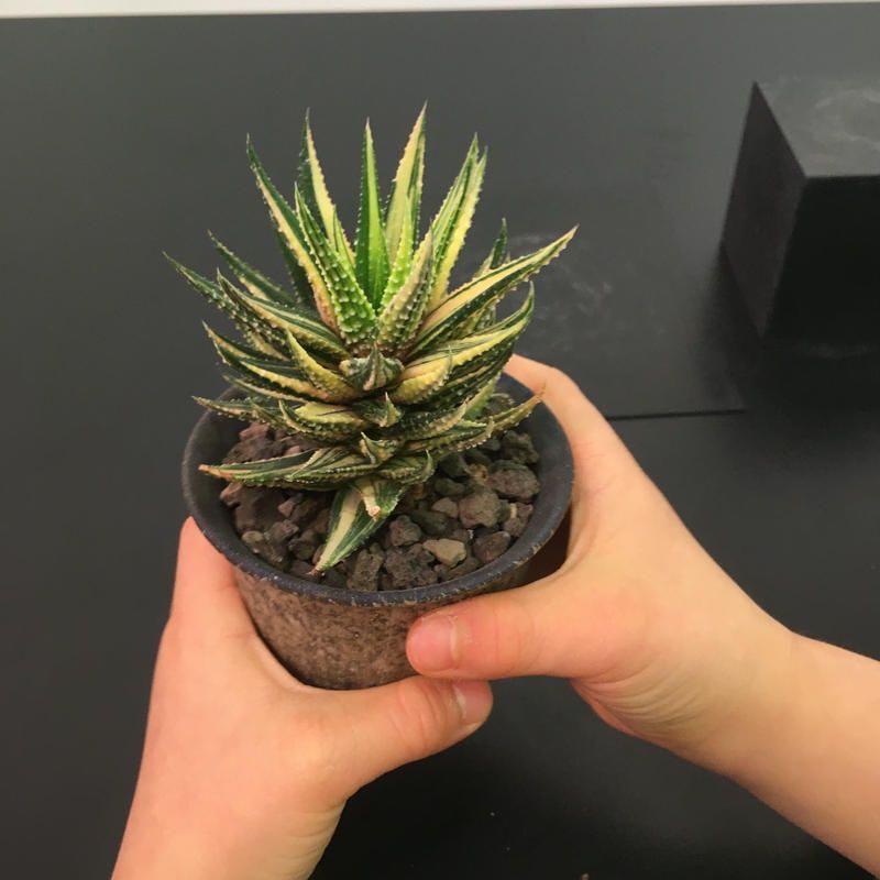 Sen đá Haworthia vuốt var