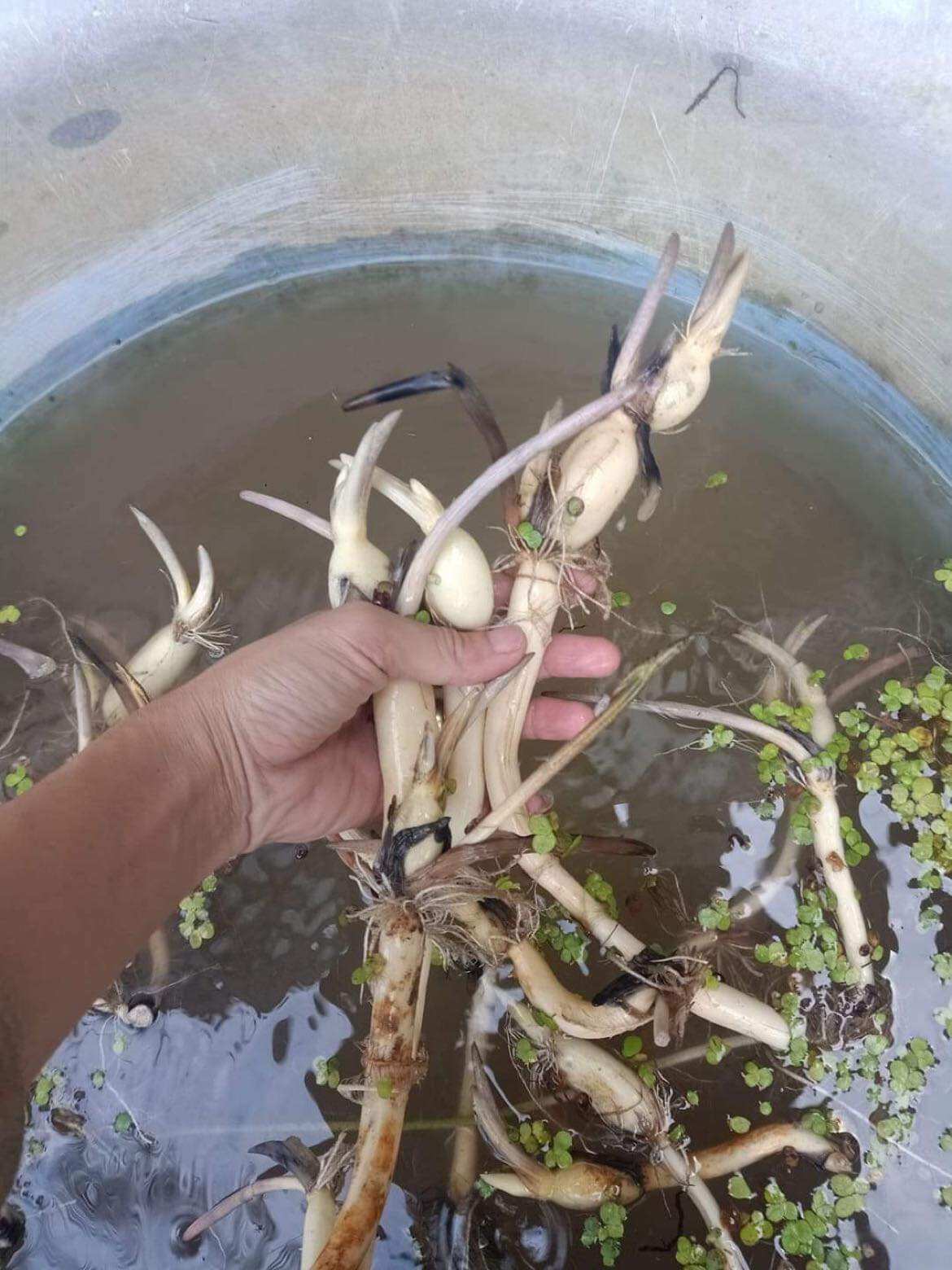 củ sen đỏ monalisa