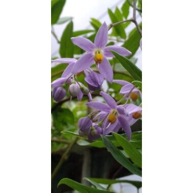 Hoa tiêu nương(chậu giống)