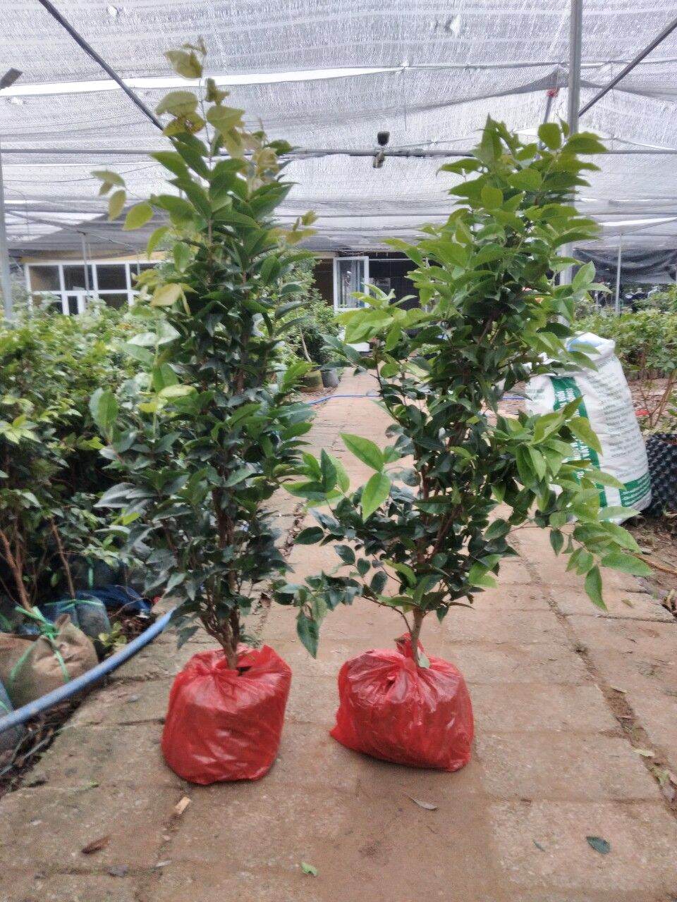 CÂY NHO THÂN GỖ 12 VỤ LOẠI NHỚ