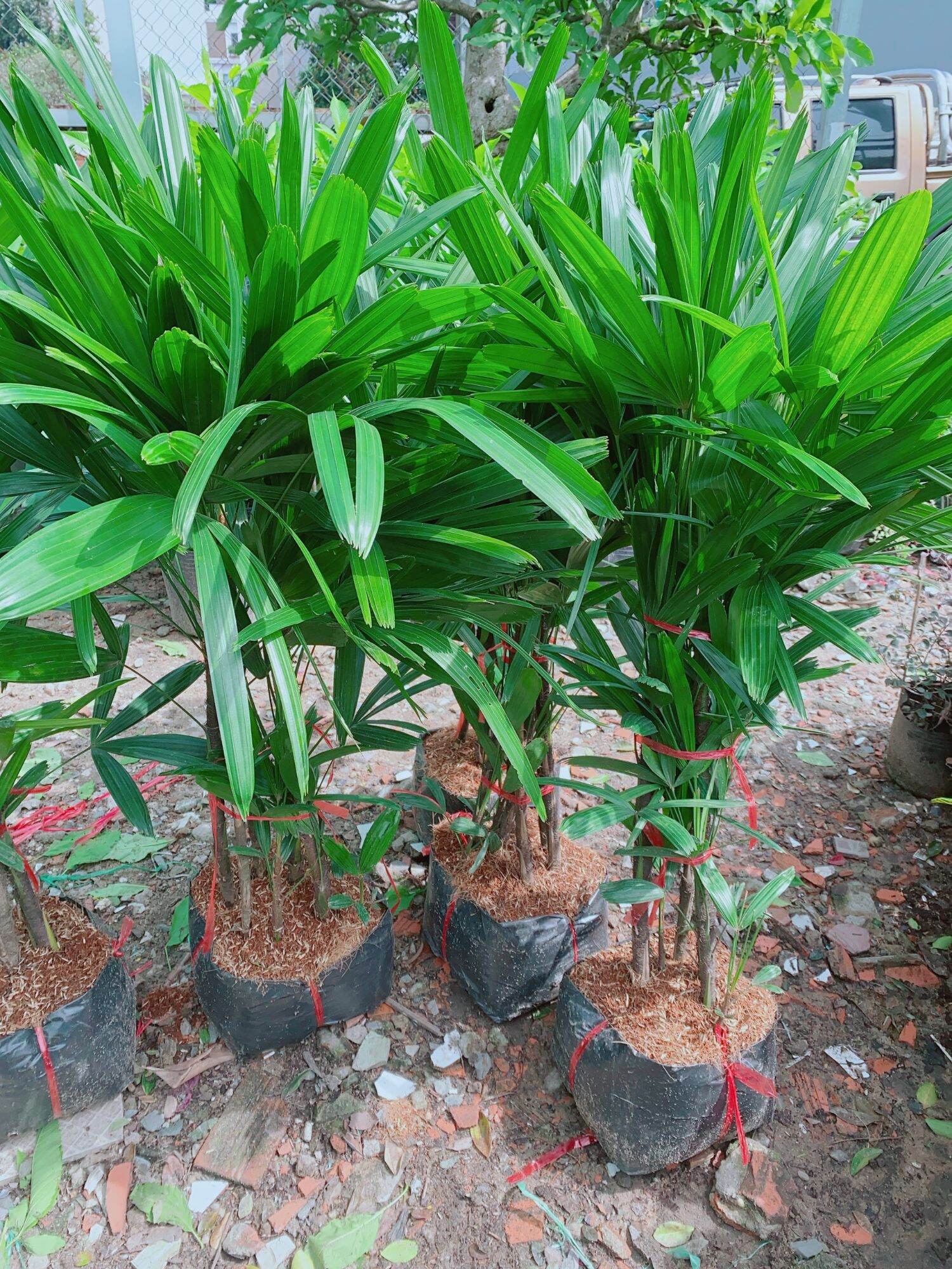 Cây trúc mây hàng đẹp