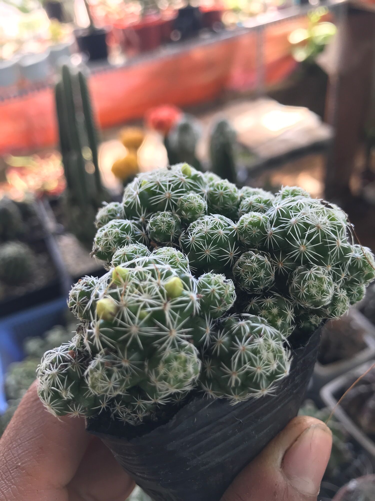 Cây xương rồng  Trứng chim