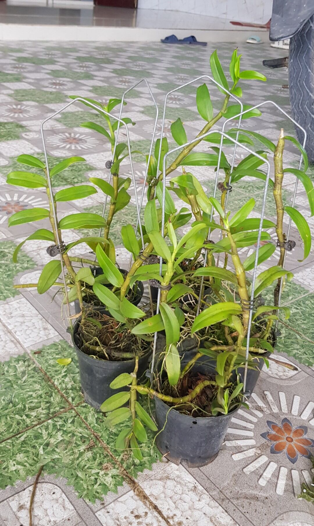 Giả hạc daklay combo 2 chậu