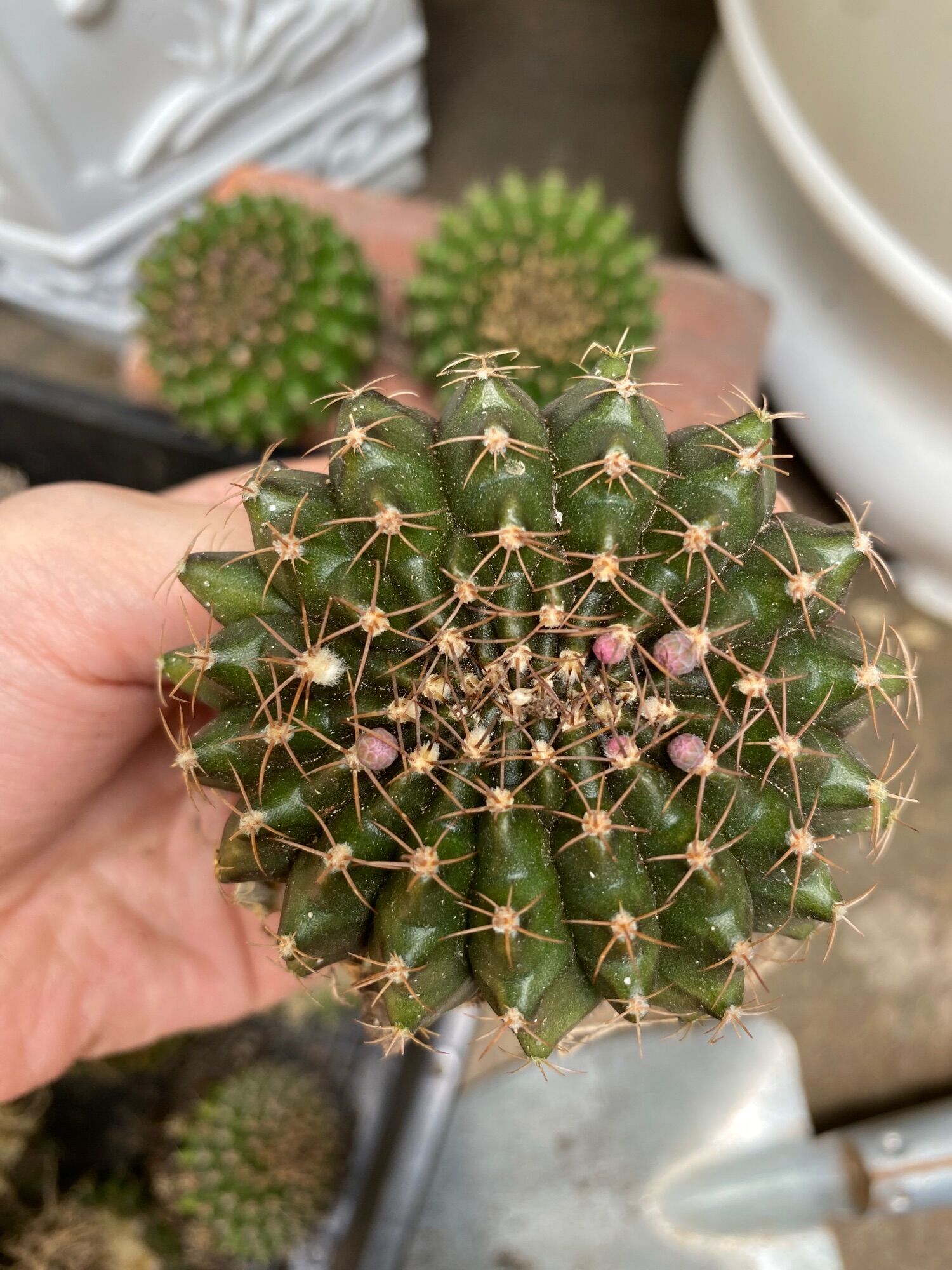 Xương rồng Gymno crest - Xương rồng di đỉnh size 6-7cm