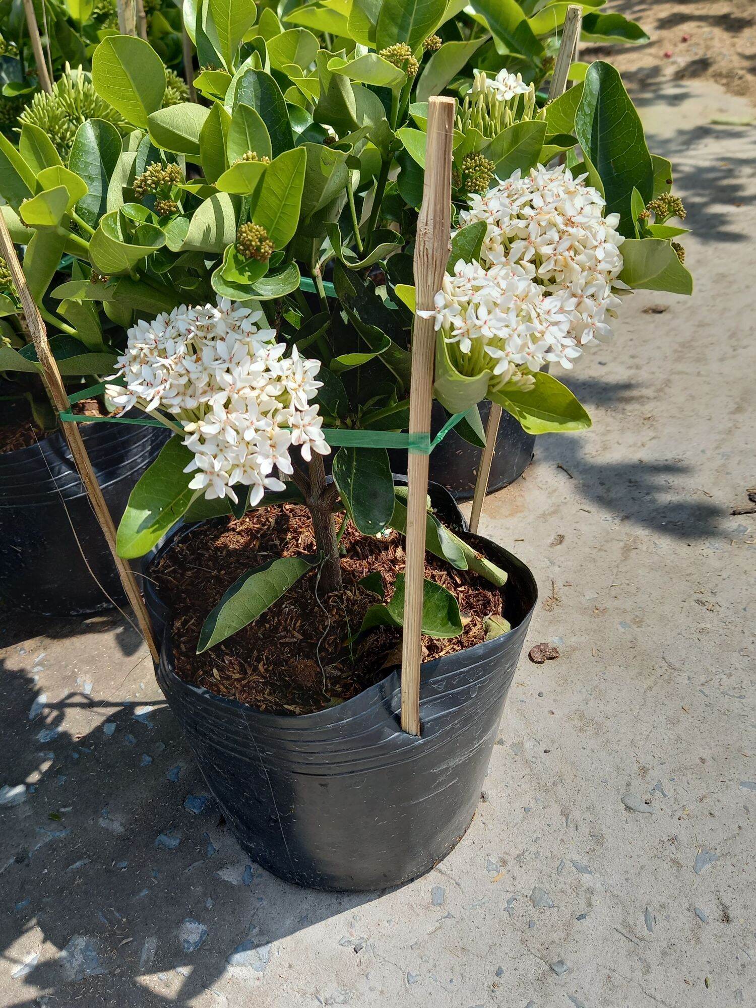Mẫu đơn trắng siêu hoa