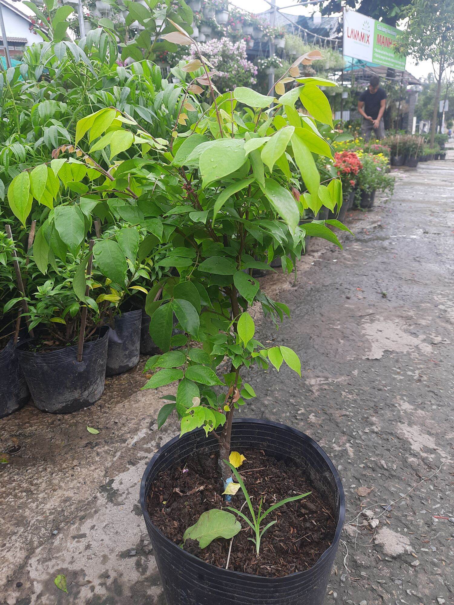 Cây khế ngọt