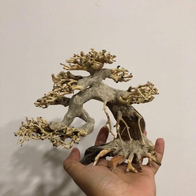 Lủa bonsai mini trang trí hồ thuỷ sinh cá cảnh