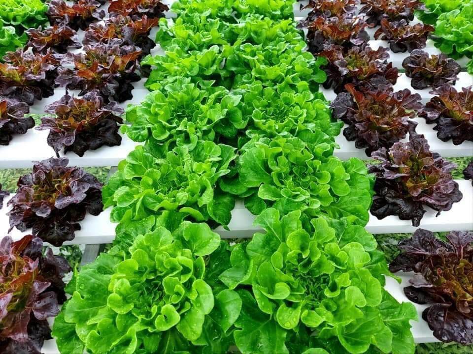 Hạt giống xà lách salanova F1 mỹ