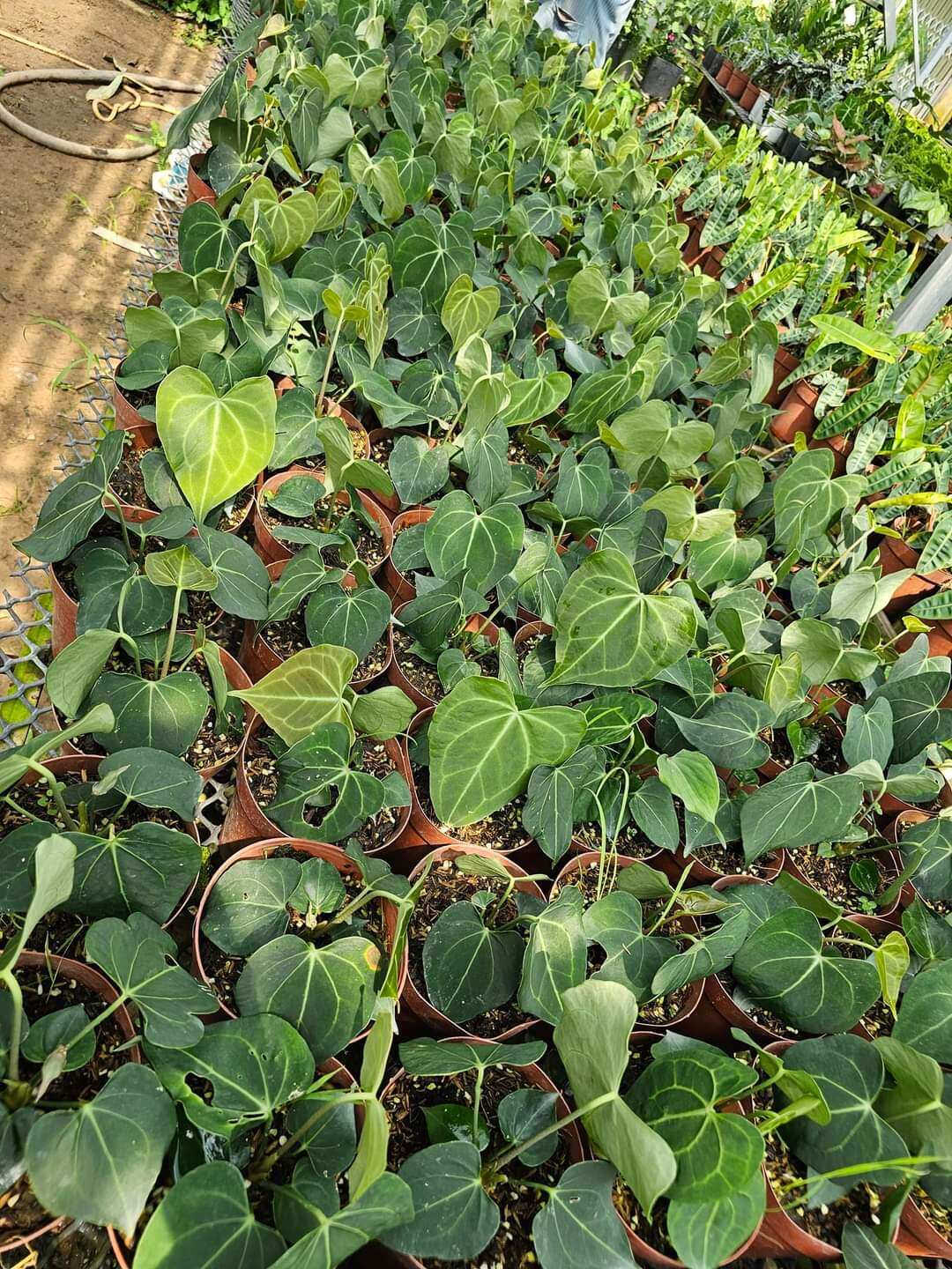 Cây anthurium clari