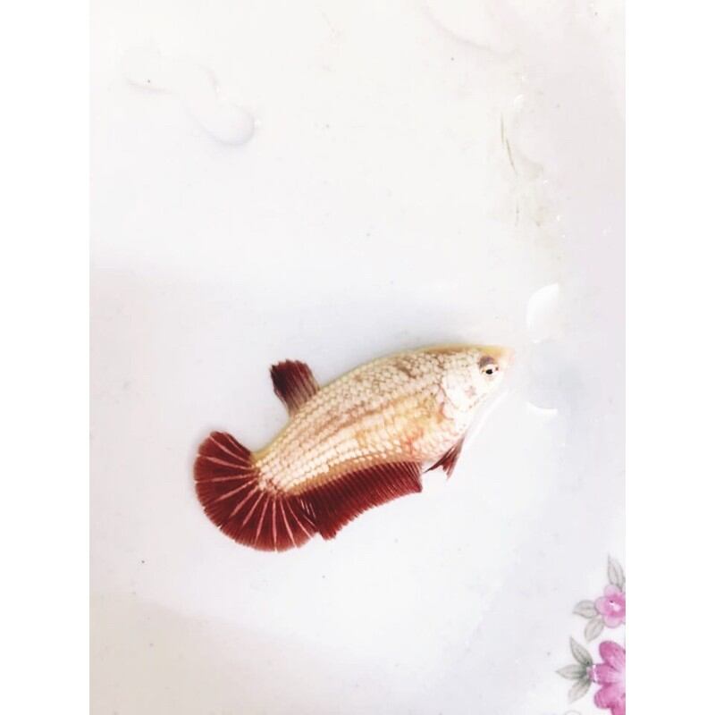 Betta mái rồng đỏ.
