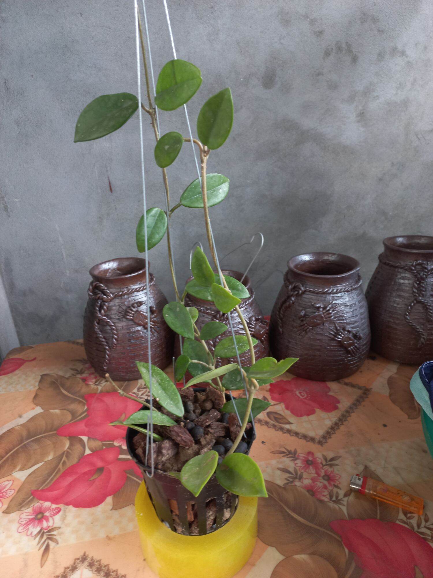 Lan cẩm cù