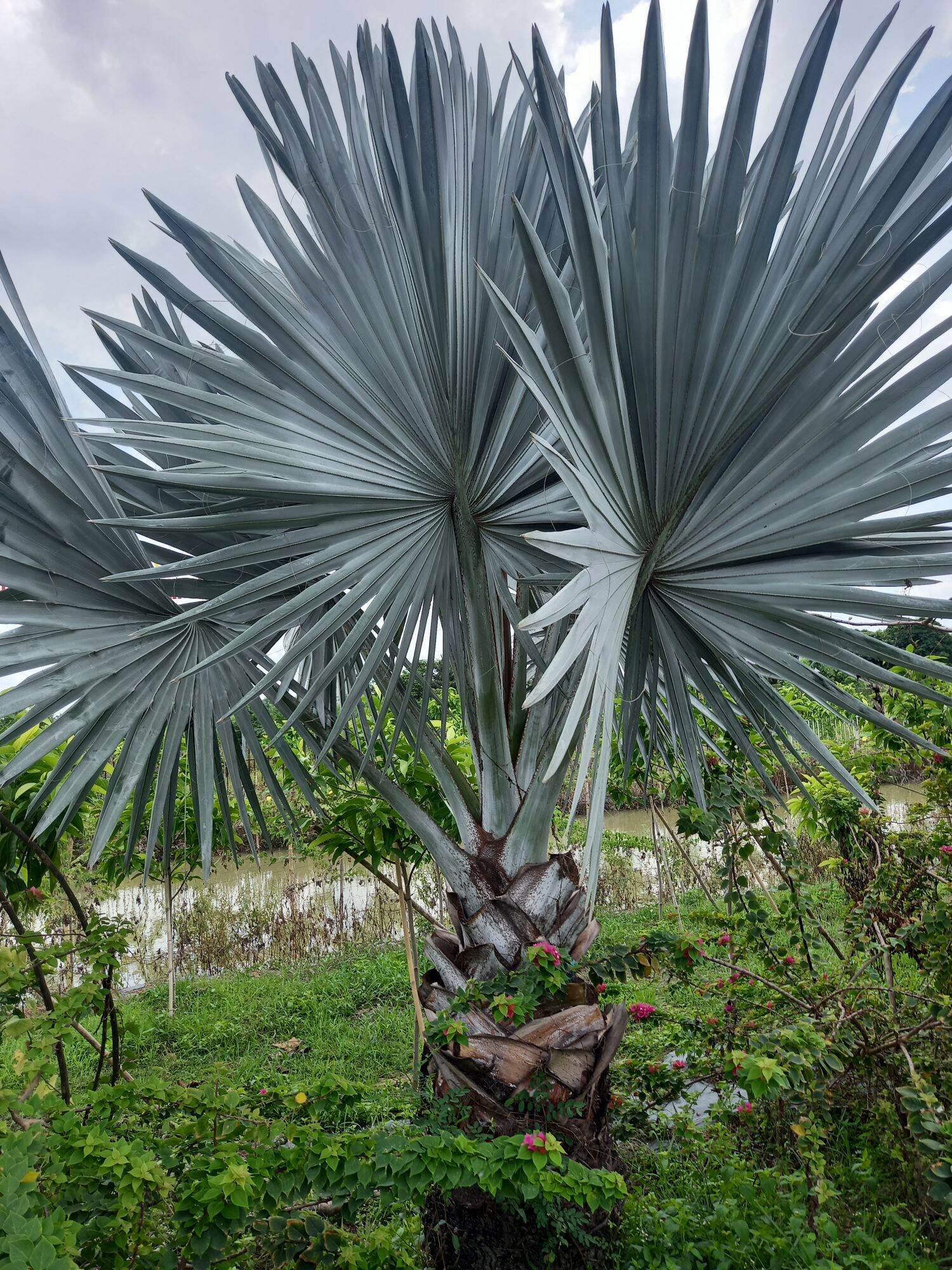cây kè bạc