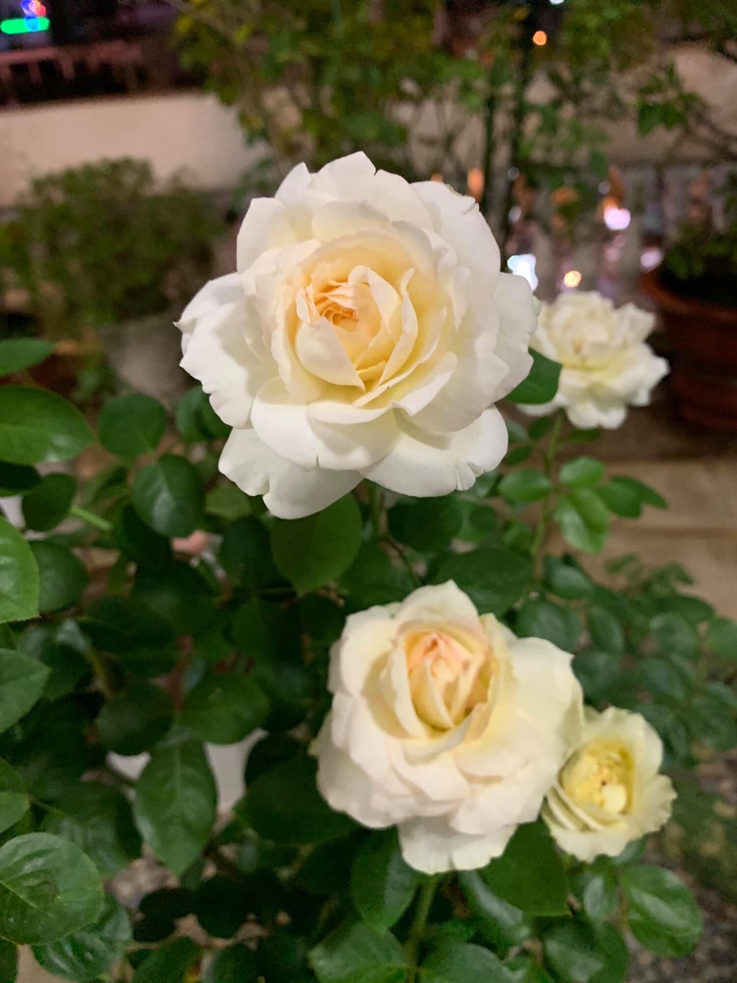 Hoa hồng ngoại Tchaikovsky rose