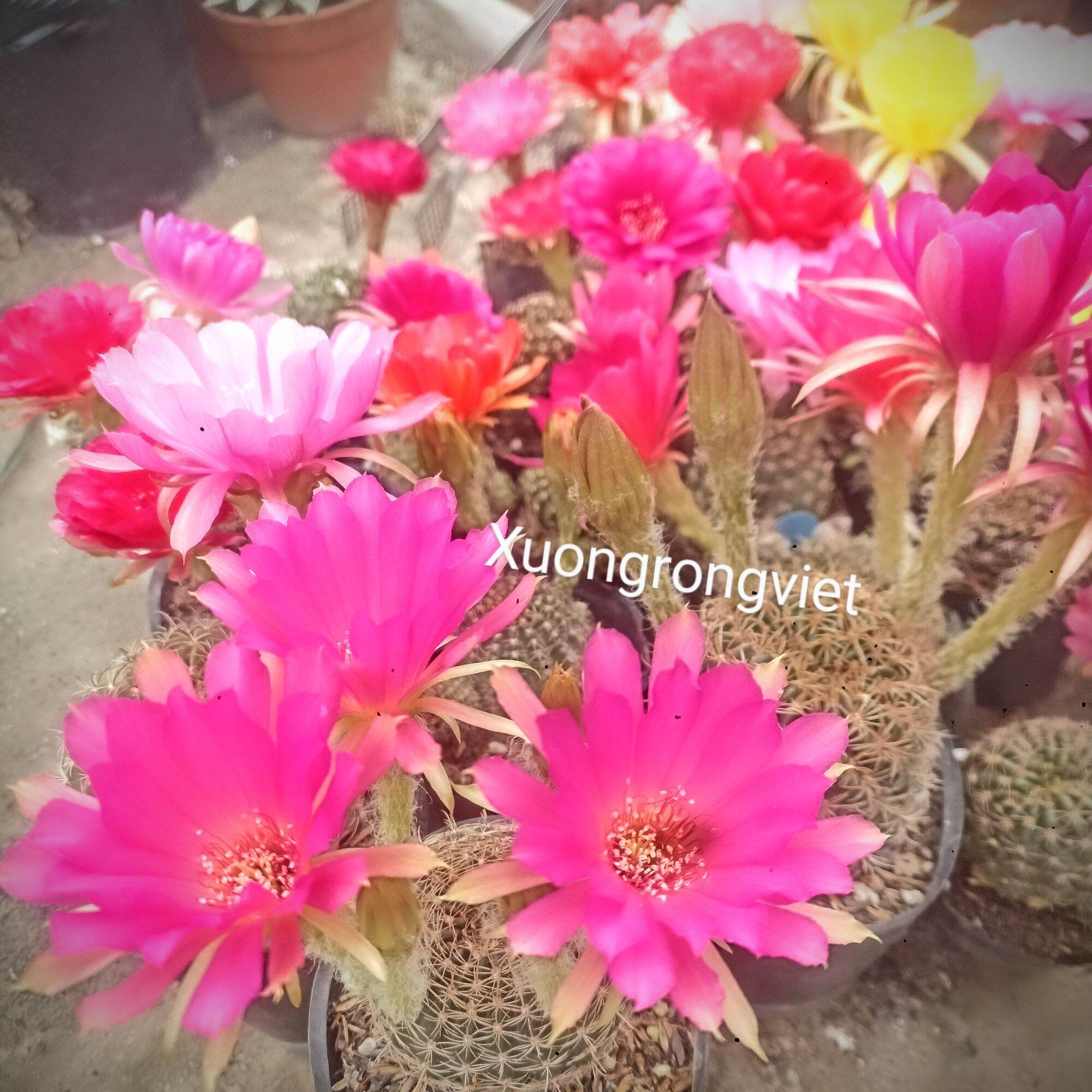 Xương Rồng Lobi Chọn màu hoa