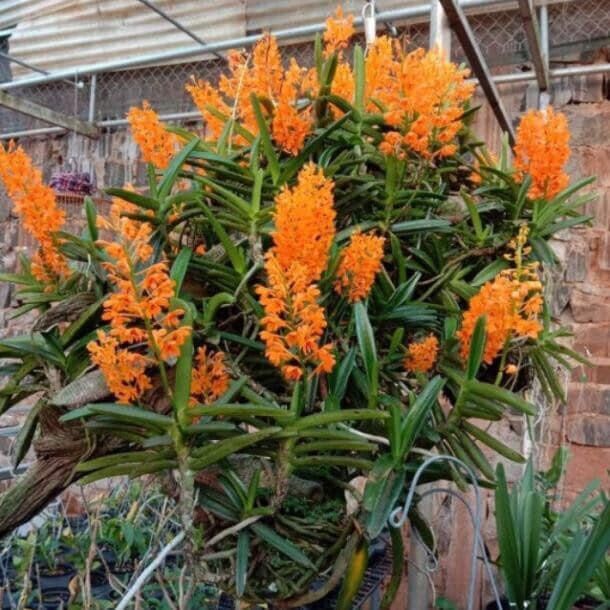 3 cây lan rừng HOẢ HOÀNG CAM ĐẶC HỮU RỪNG BÌNH THUẬN (hiếm gặp, hoa thơm)