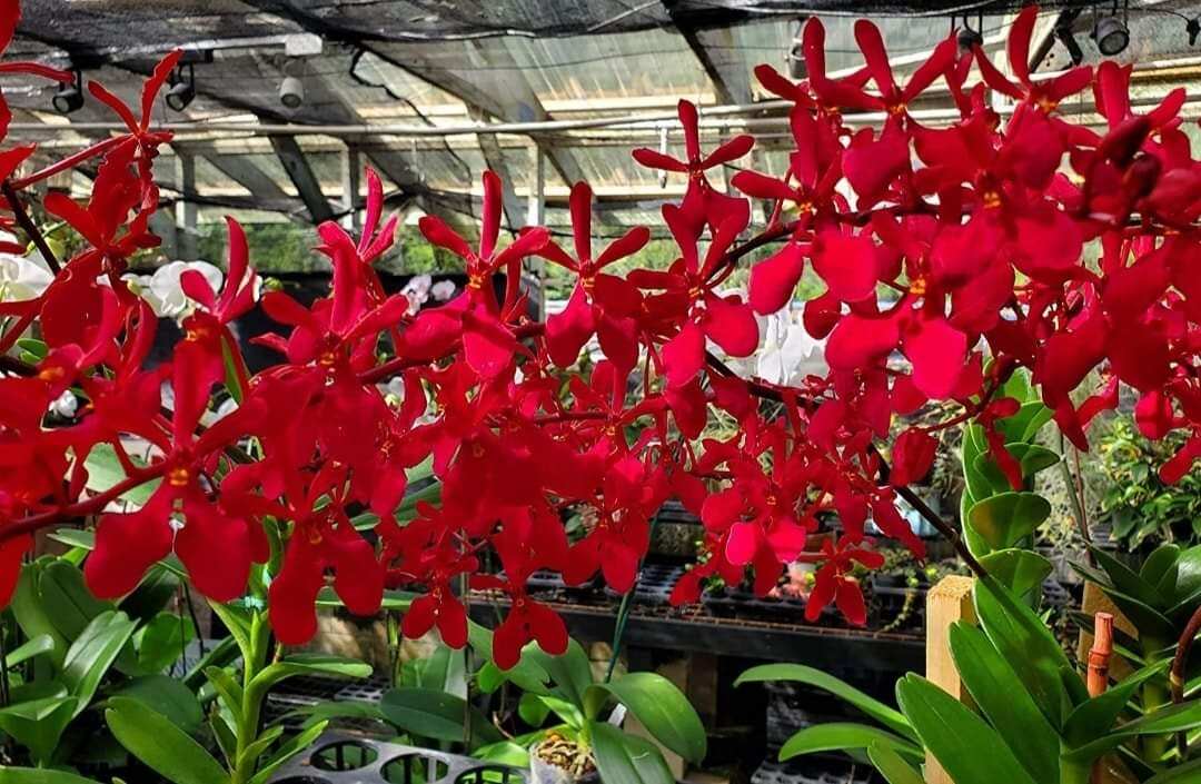 Hoa lan Renred, hoàng tử đỏ, cây trưởng thành sắp hoa