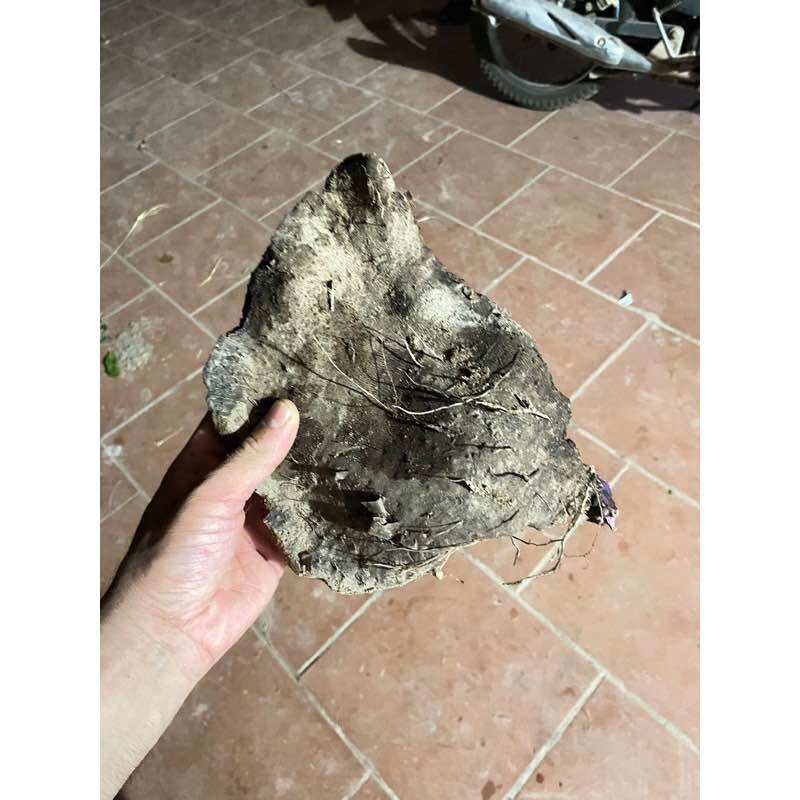Củ mỡ tím