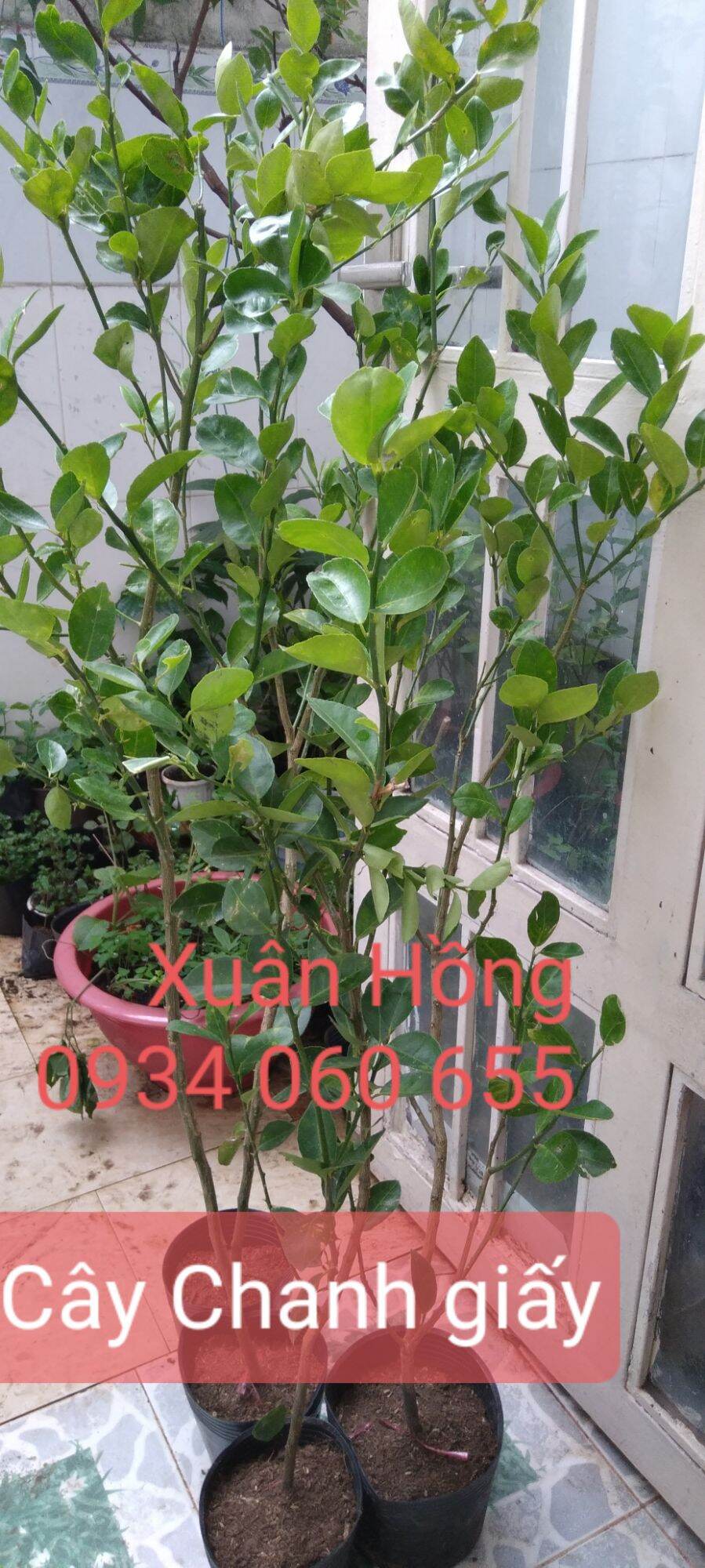Potted Paper Lemon Tree, 1.2m Tall, with Fruit