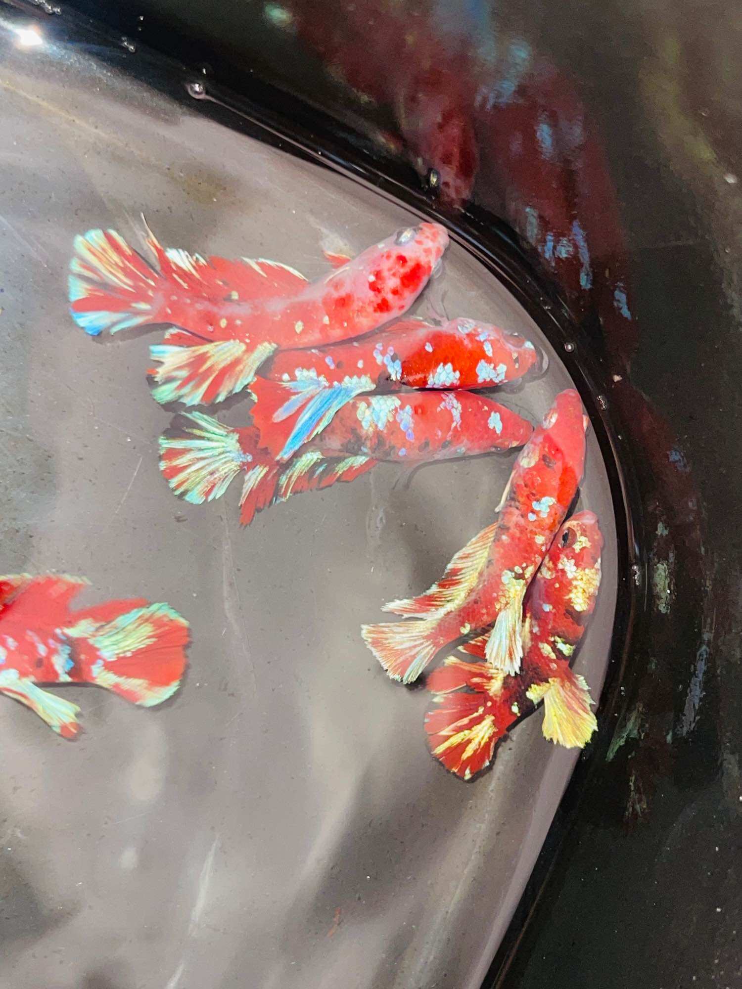Thuỷ Sinh Betta Koi Red Gold - Hàng siêu phẩm
