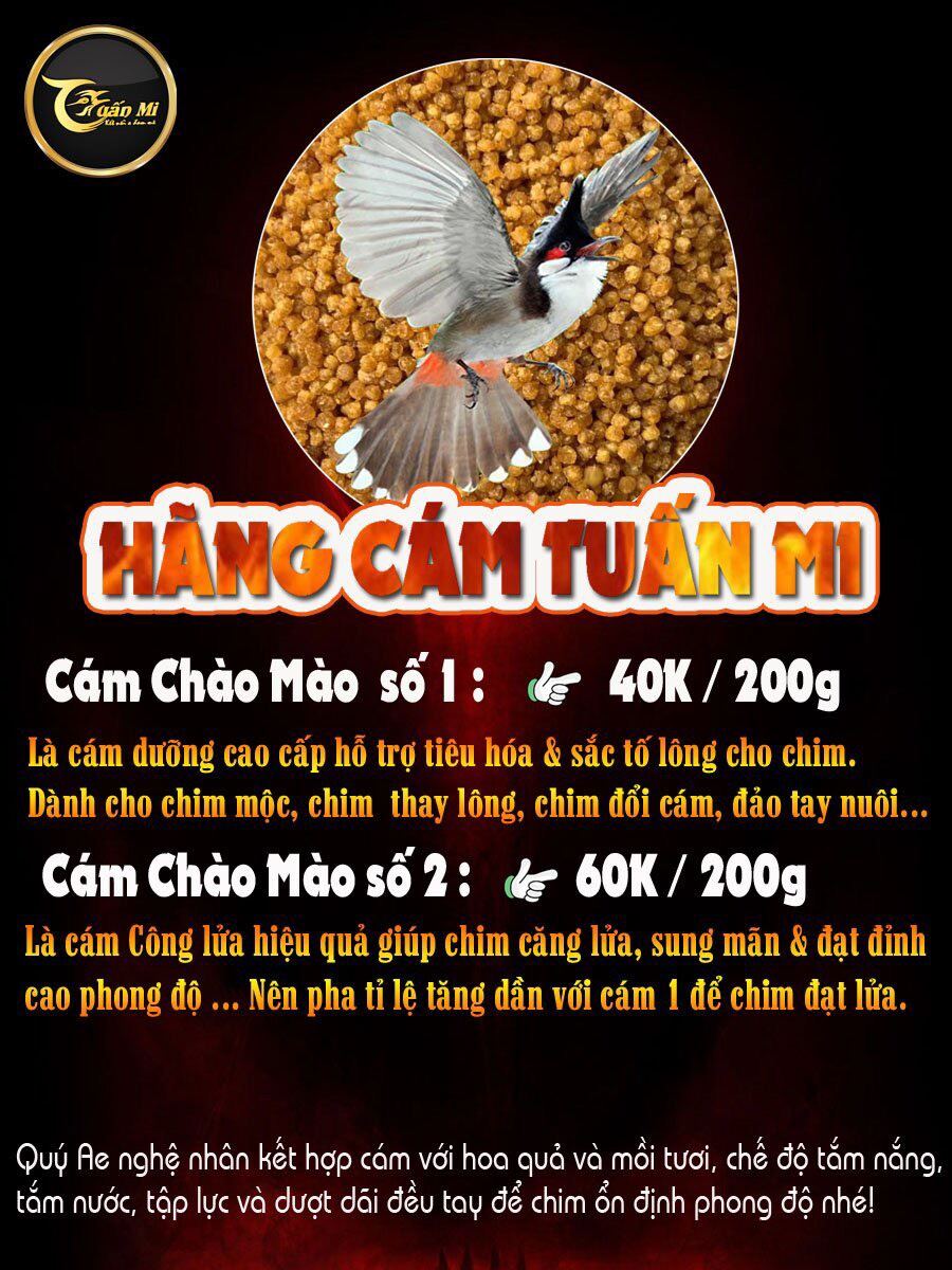 Cám Chào Mào số 2 ( Tuấn Mi )