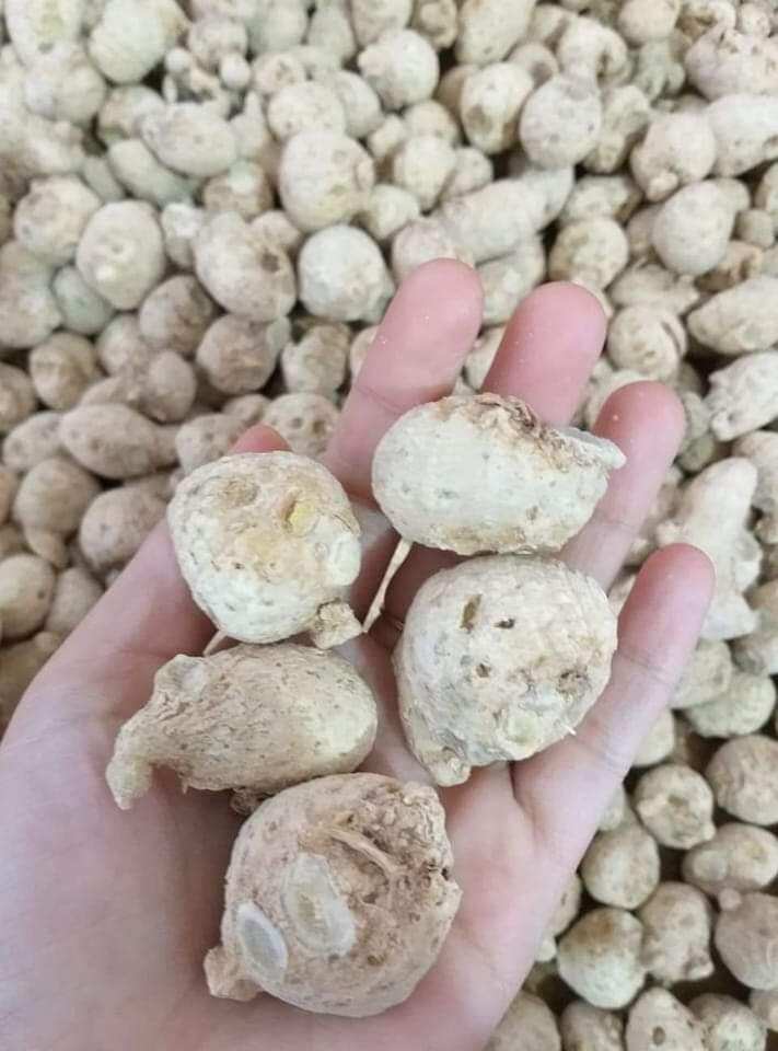 1kg Củ Tam Thất Nam hàng mới.khô.thơm .sạch
