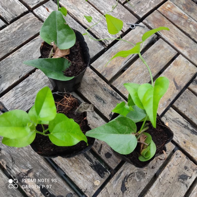 Bầu giống sương sâm, sâm láng