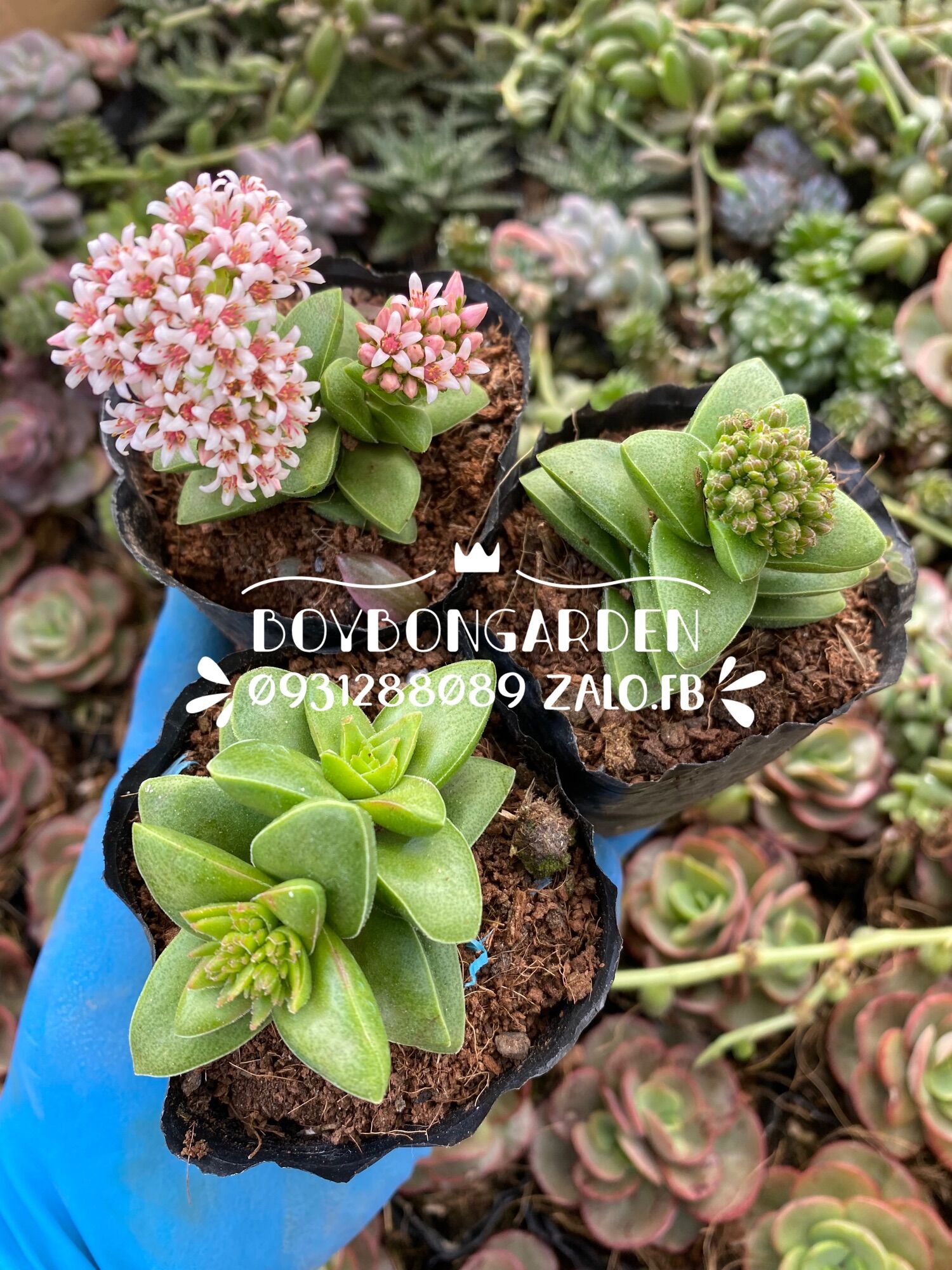 Cây sen đá crassula tứ phương xanh 3cm_hàng sẵn