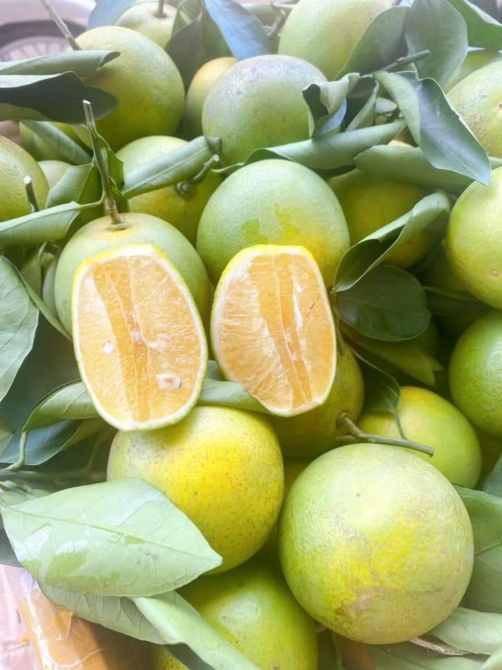 Cam xoàn Đồng Tháp