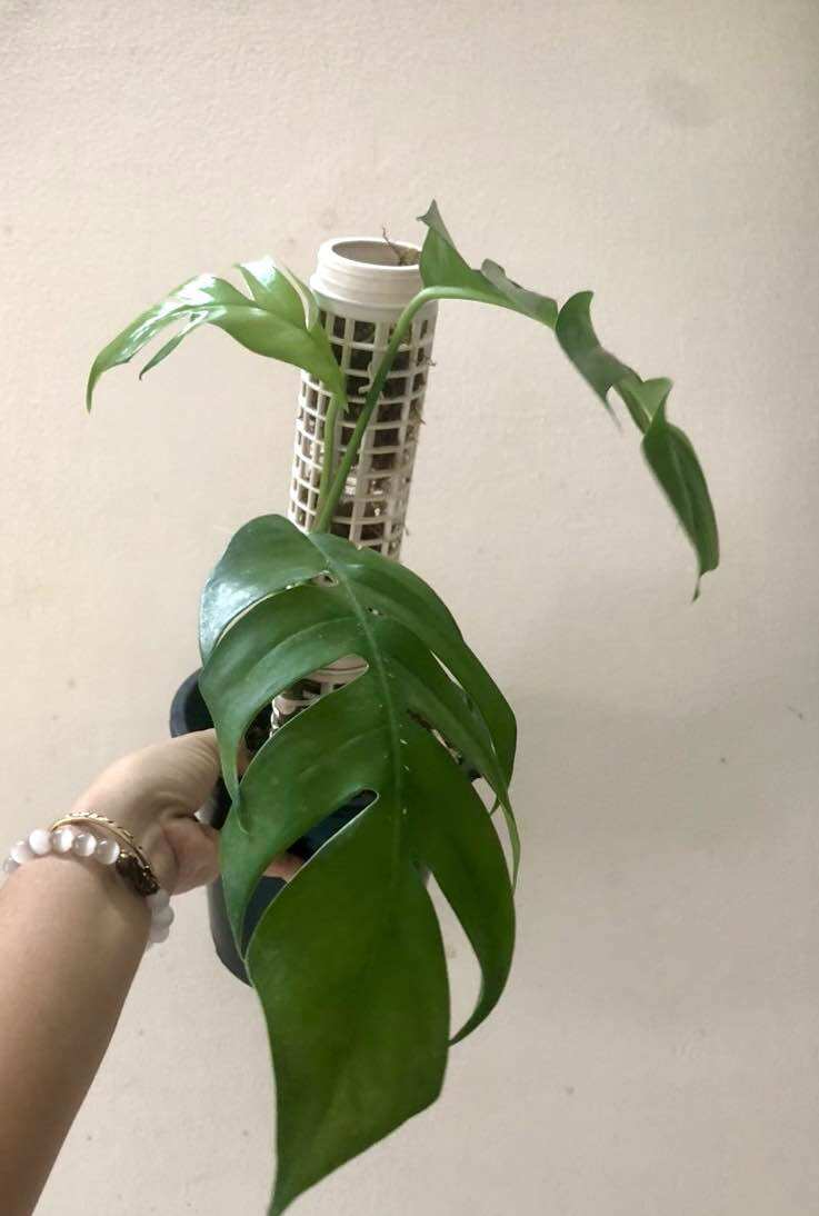 Cây kiểng trầu bà lá xẻ  Epipremnum Pinnatum