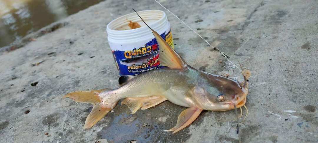 MỒI CÂU CÁ LĂNG THÁI LAN 250G