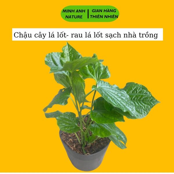 Cây lá lốt giống, rau lá lốt sạch nhà trồng, lá lốp