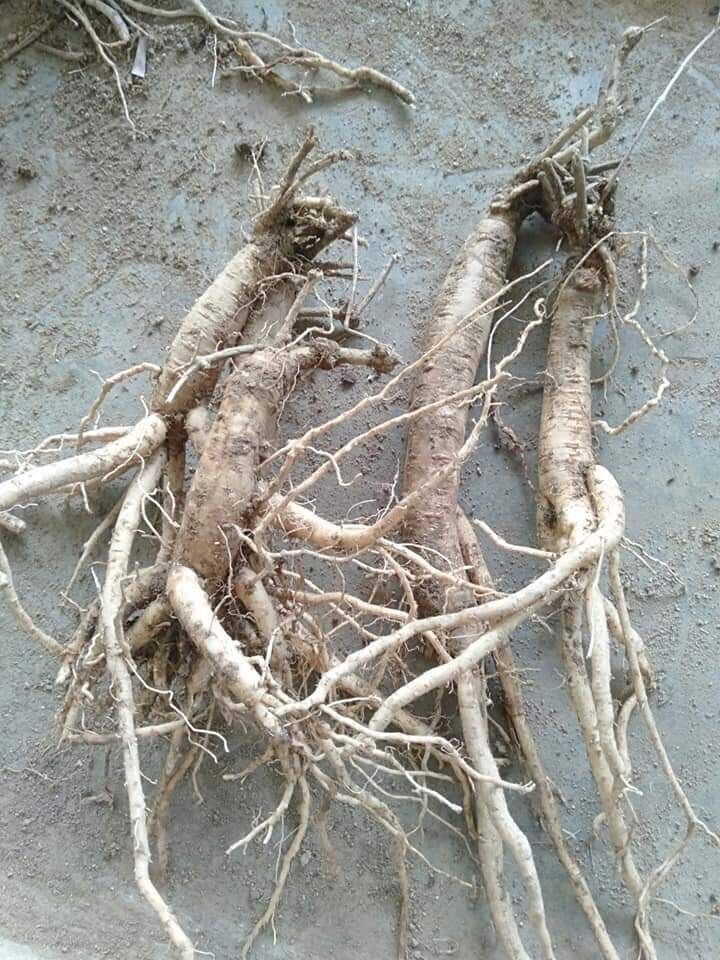 Dược liệu