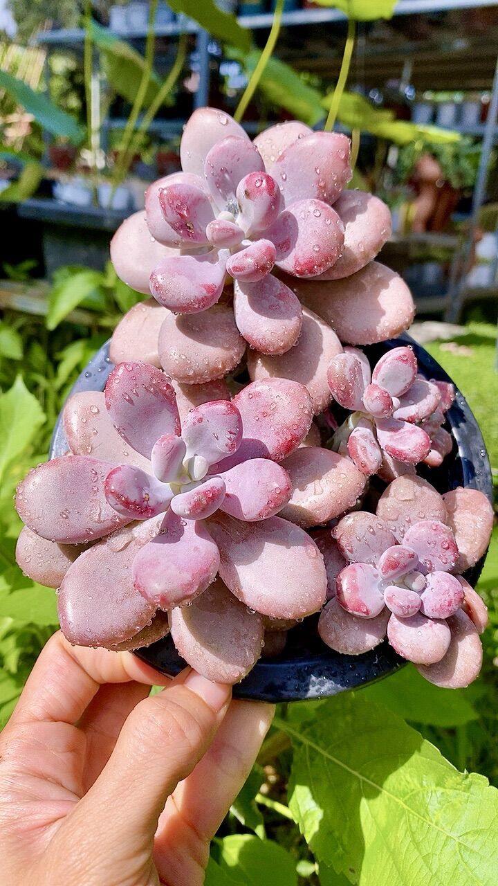 Sen đá sỏi Hồng