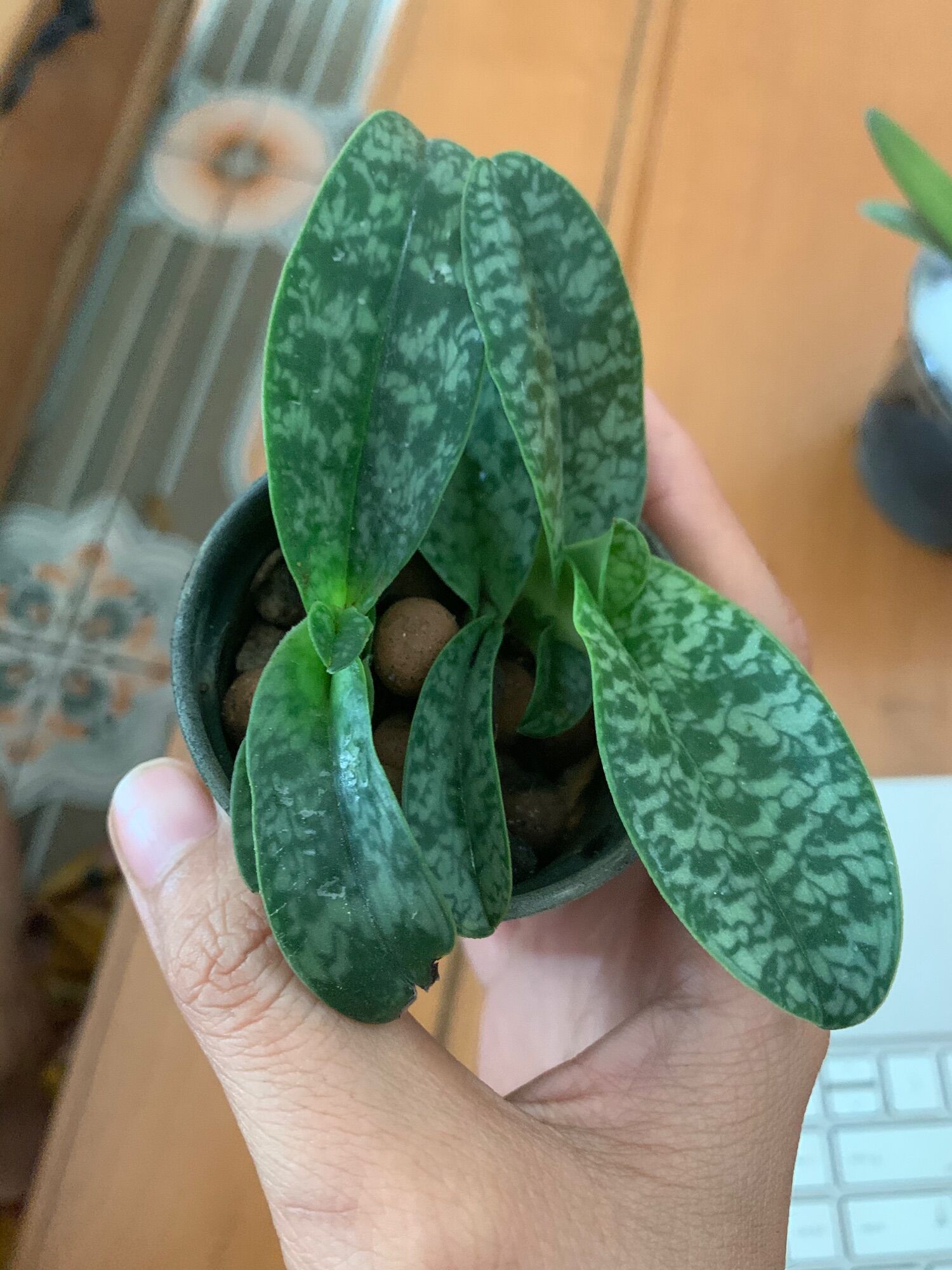 Lan hài lecolchilium var chậu 2 cây