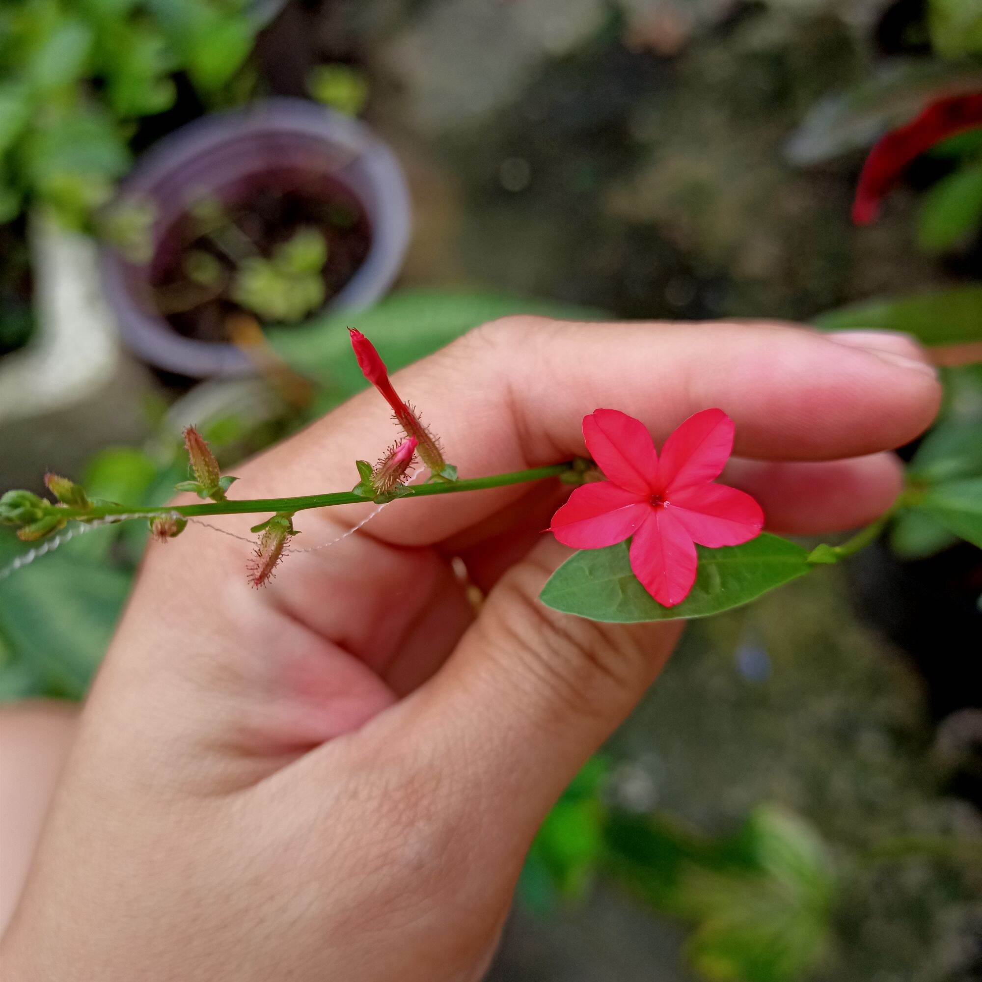 Cây hoa xích xà, xích hoa xà, xích hạc, đuôi công đỏ đang hoa, nụ - red plumpago flower
