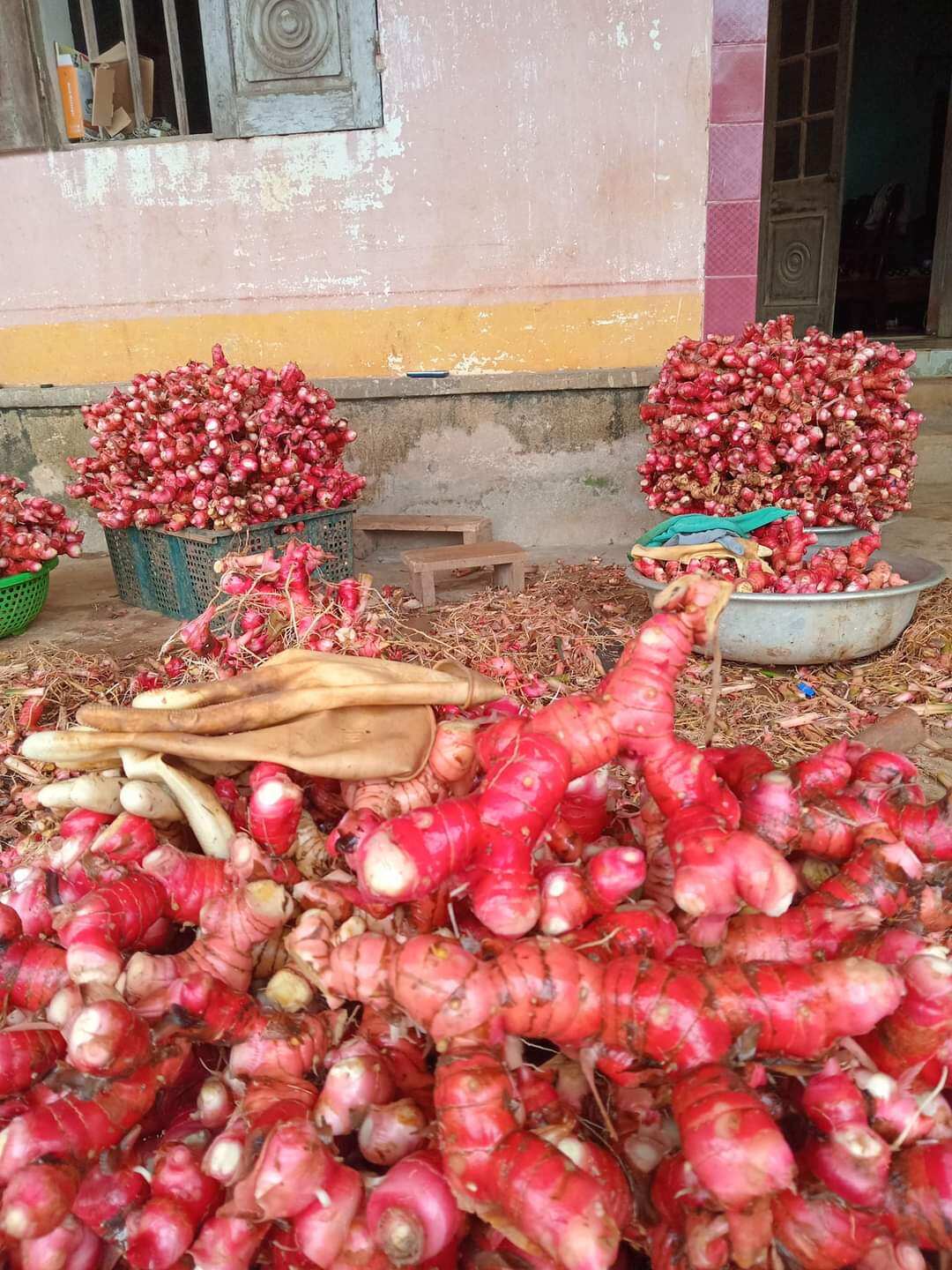 1kg củ riềng đỏ ruột vàng tươi mới