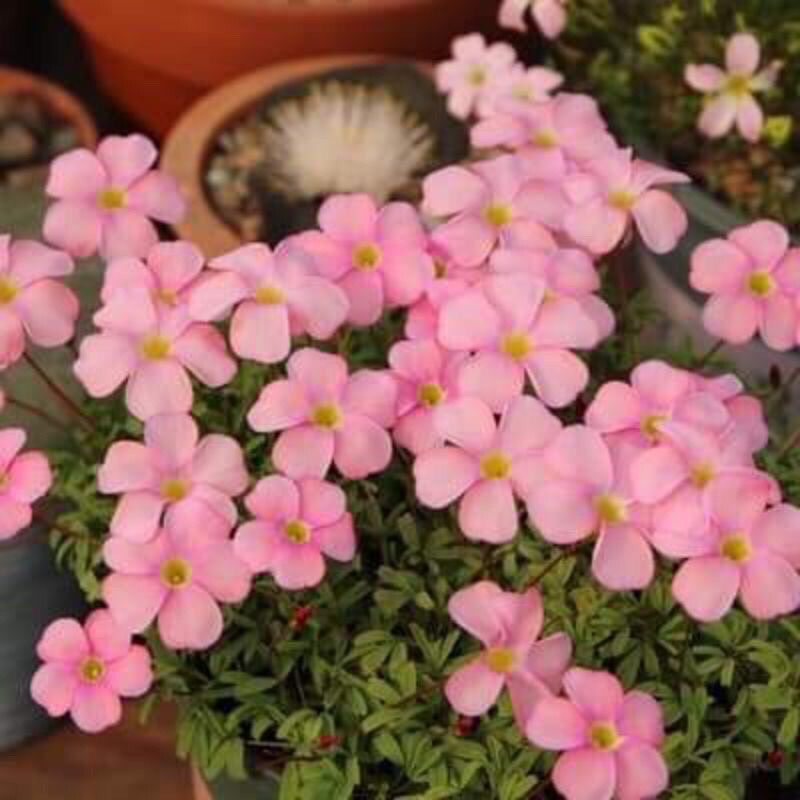 Củ Hoa Oxalis (combo 10 củ tặng phân bón)