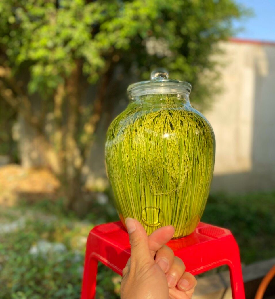 Đòng đòng nếp ngâm rượu Ba Zen