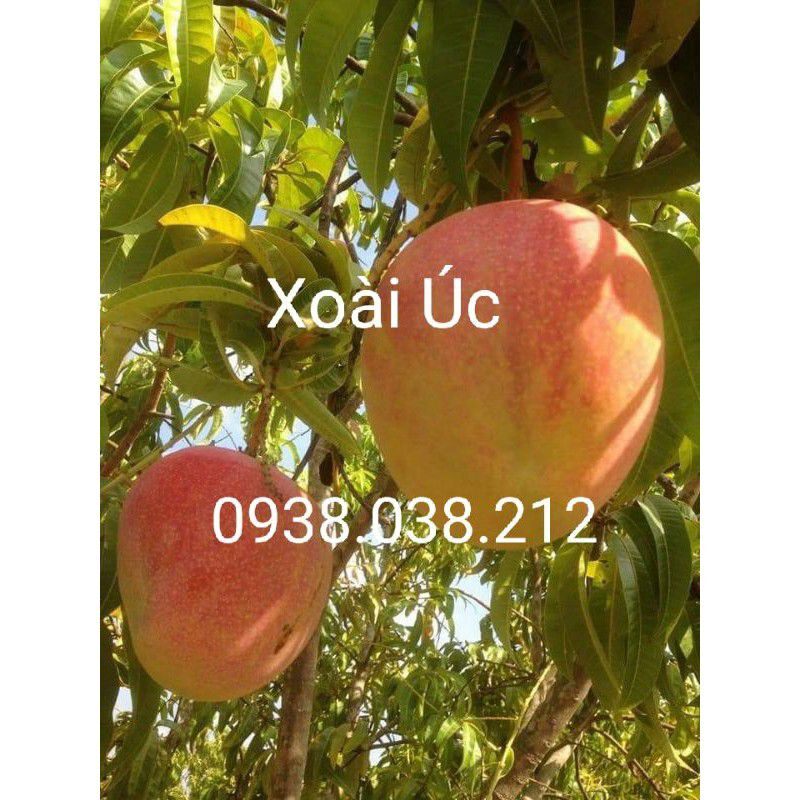 CÂY GIỐNG XOÀI ÚC