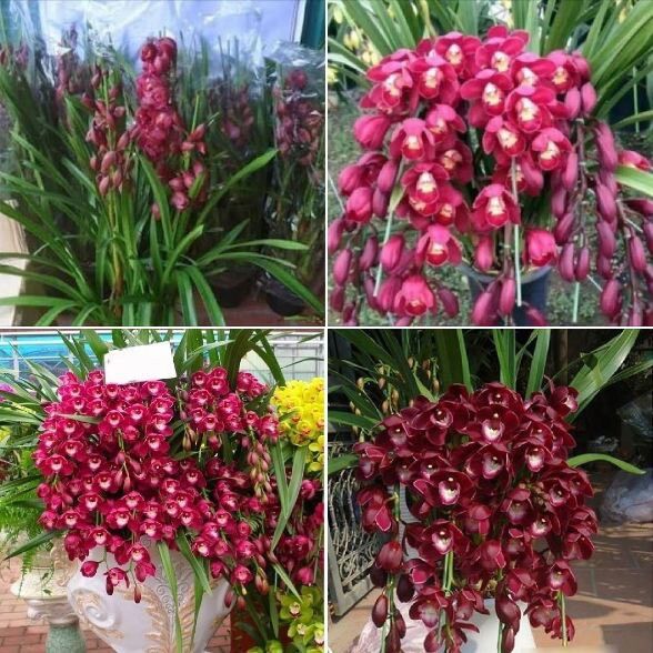 Địa lan sato(1 củ to tặng kèm phân bón)