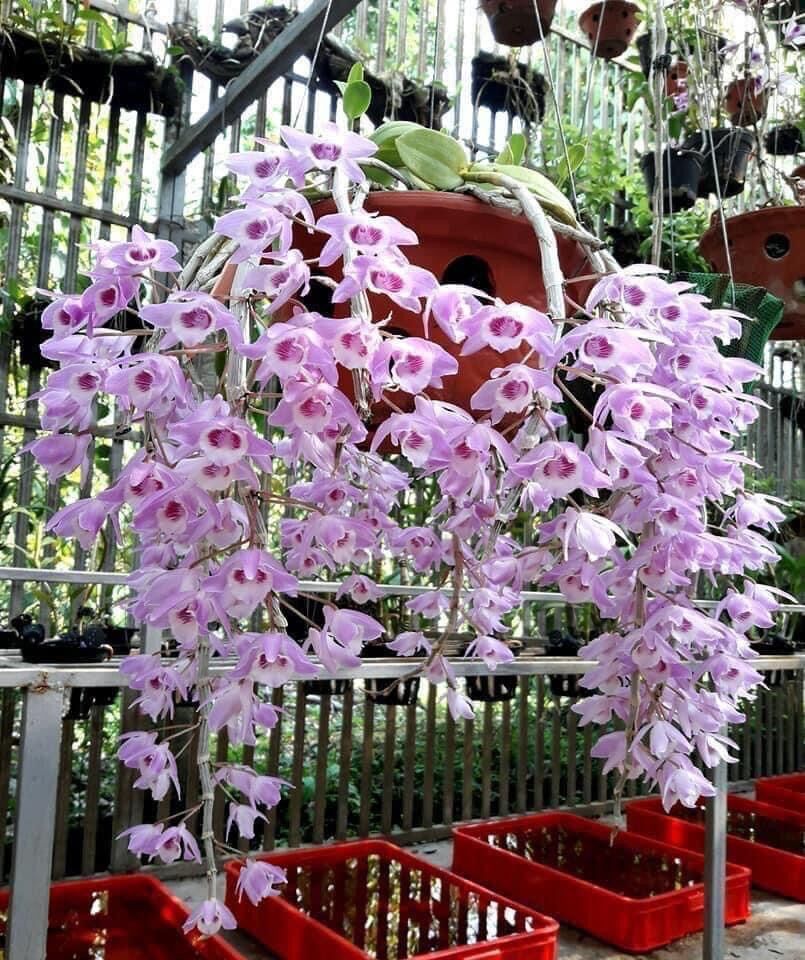 Hoa Lan giả hạc(nguyên 1 khóm lớn)
