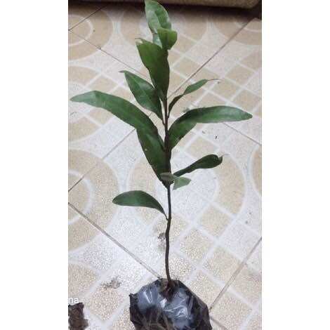 Cây mai vàng giống