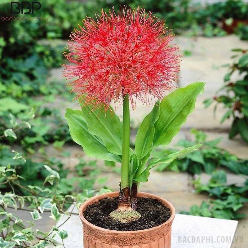 Củ hoa Hồng tú cầu