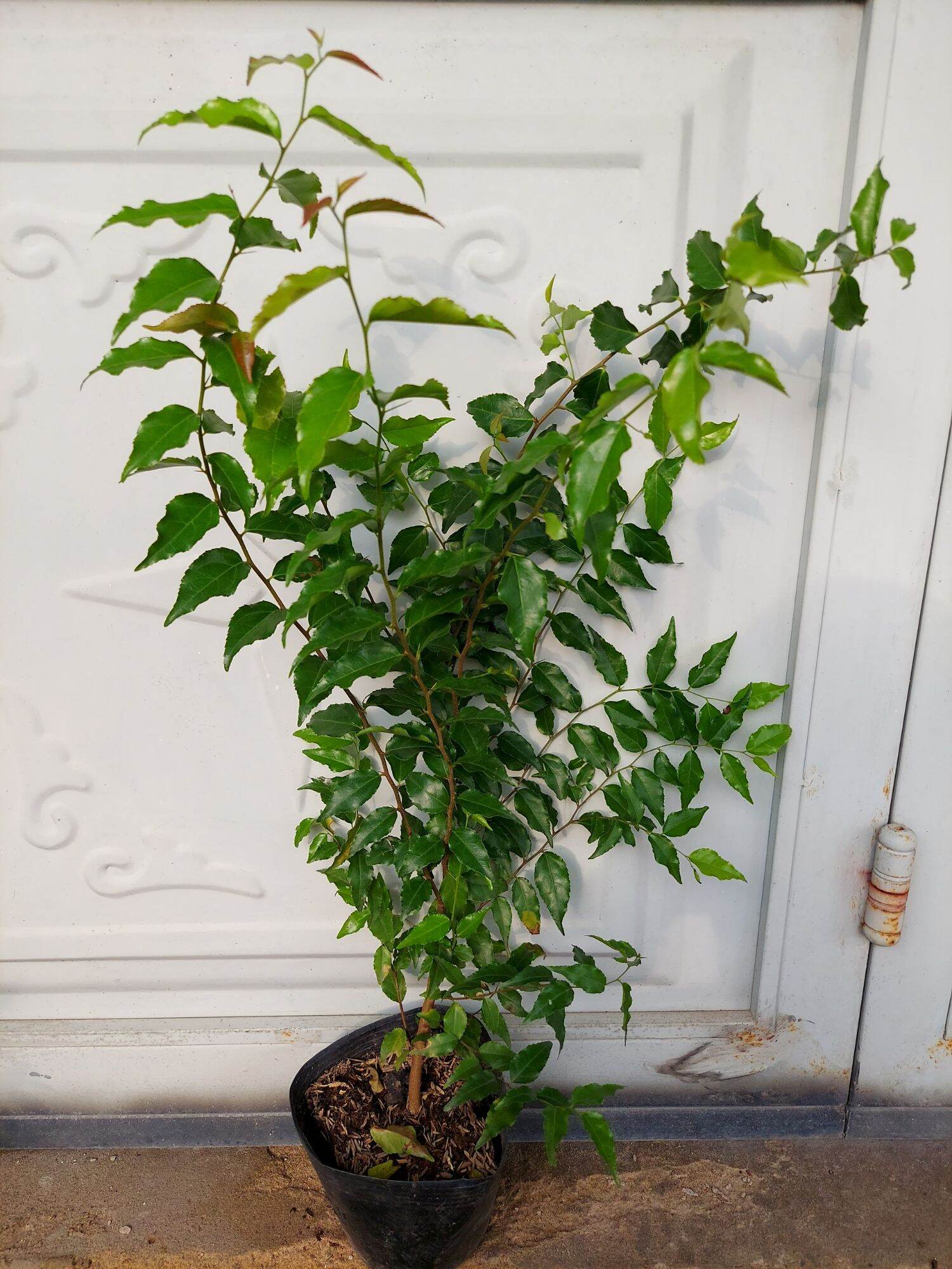Chậu cây hồng quân 8 tháng tuổi